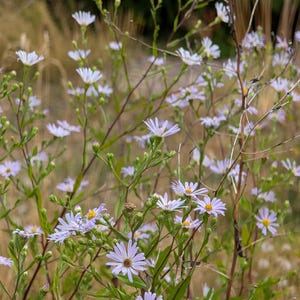 Douglas Aster | Symphyotrichum subspicatum | PNW Native | Seed Count 100