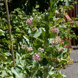 Showy Milkweed | Asclepias speciosa | PNW Native | Seed Count 75