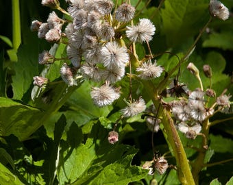 Western Coltsfoot | Alpine Butterbur | Petasites frigdus | PNW Native | 3/4 teaspoon - Roughly 150 Seeds