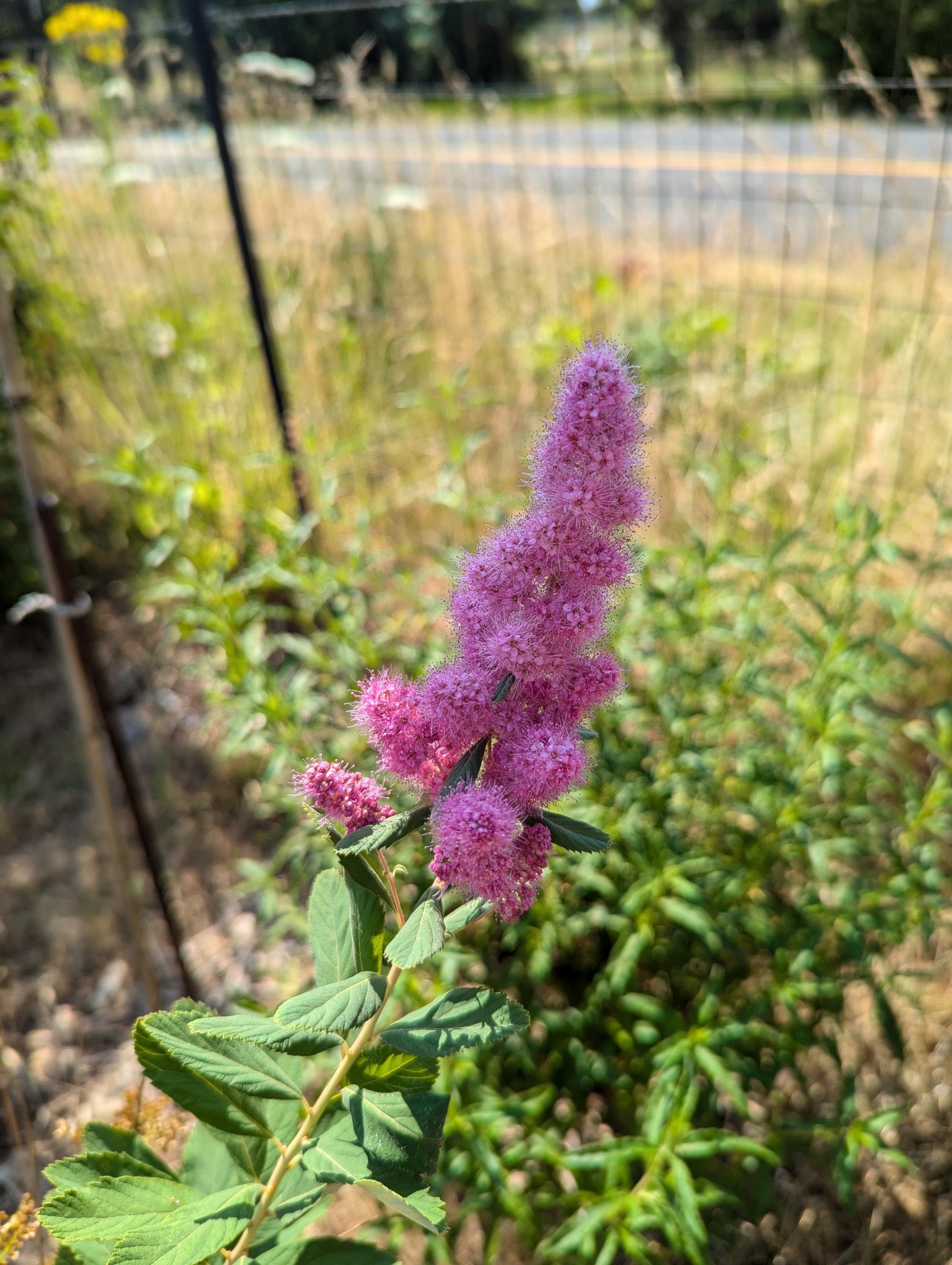 Douglas Spirea | Hardhack | Spiraea Douglasii | PNW Native | 50mg Seed ...