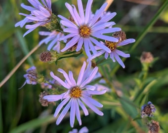 May include: A cluster of light purple aster flowers with thin, elongated petals radiating from a textured, golden-yellow center. The stems are green, and several smaller, unopened flower buds in a brownish hue are visible among the blooms.