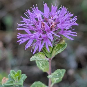 May include: A vibrant purple flower head with numerous thin, radiating petals and small yellow-tipped stamens. The flower sits atop a slender, light-colored stem with small, textured, light green leaves that have a slightly mottled appearance.
