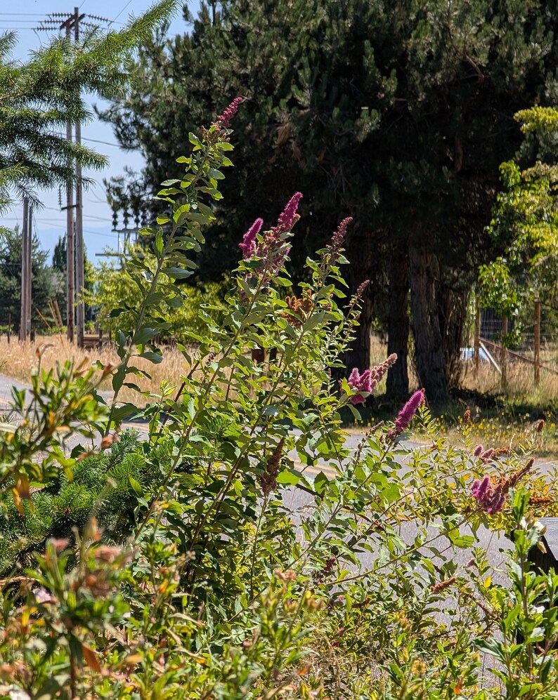 Douglas Spirea | Hardhack | Spiraea Douglasii | PNW Native | 40mg Seed ...
