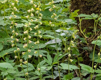 Pode incluir: Uma exuberante cena florestal com caules verdes altos e finos com pequenas e delicadas flores brancas e amarelas. O primeiro plano é preenchido com folhas verdes vibrantes, e um tronco de árvore coberto de musgo é visível.
