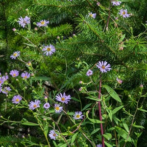 May include: A close-up of a cluster of purple wildflowers growing in a lush green garden. The flowers have delicate petals and are surrounded by green leaves.