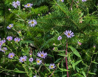 Douglas Aster | Symphyotrichum subspicatum | PNW Native | Seed Count 100