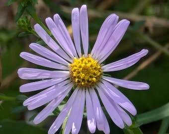 May include: A single, light purple daisy with a yellow center. The flower is in focus, while the green leaves and stems are blurred in the background.