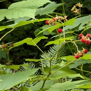 May include: Close-up of a plant with large, green leaves and clusters of small, red berries. The berries are in various stages of ripeness, some still developing. The background is a blurred view of a forest.