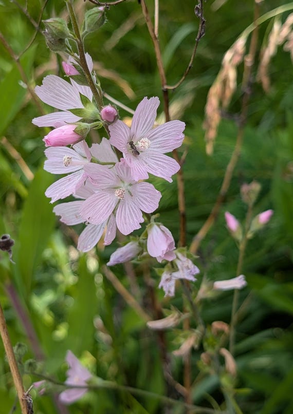 Meadow Checkermallow | Sidalcea Campestris | Oregon Native | Seed