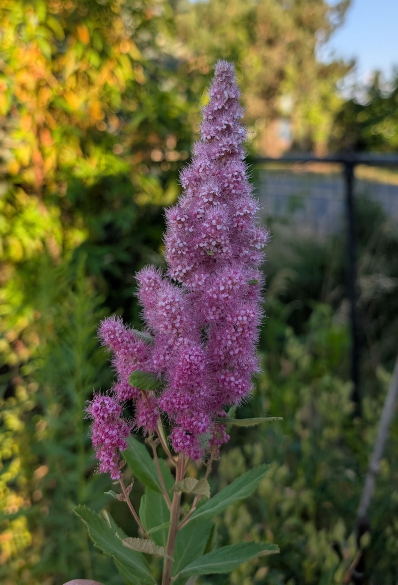 Douglas Spirea | Hardhack | Spiraea Douglasii | PNW Native | 50mg Seed ...