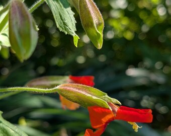 Scarlet Monkeyflower | Erythranthe cardinalis | PNW Native | 30mg seed (200+ seeds)