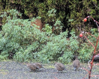 May include: A group of brown birds with speckled feathers foraging on a gravel path. Green foliage and a wooden fence are in the background. A reddish-brown branch with red berries is in the foreground.