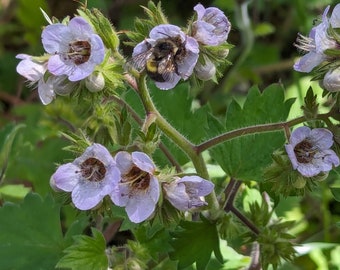 Pode incluir: Uma abelha poliniza um grupo de flores de cor púrpura clara com folhas verdes.