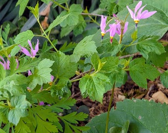 Pode incluir: Close-up de uma planta com folhas verdes e pequenas flores rosa em forma de estrela. As flores têm detalhes amarelos e vermelhos. A planta é cercada por outras folhagens verdes, criando uma cena natural e exuberante.
