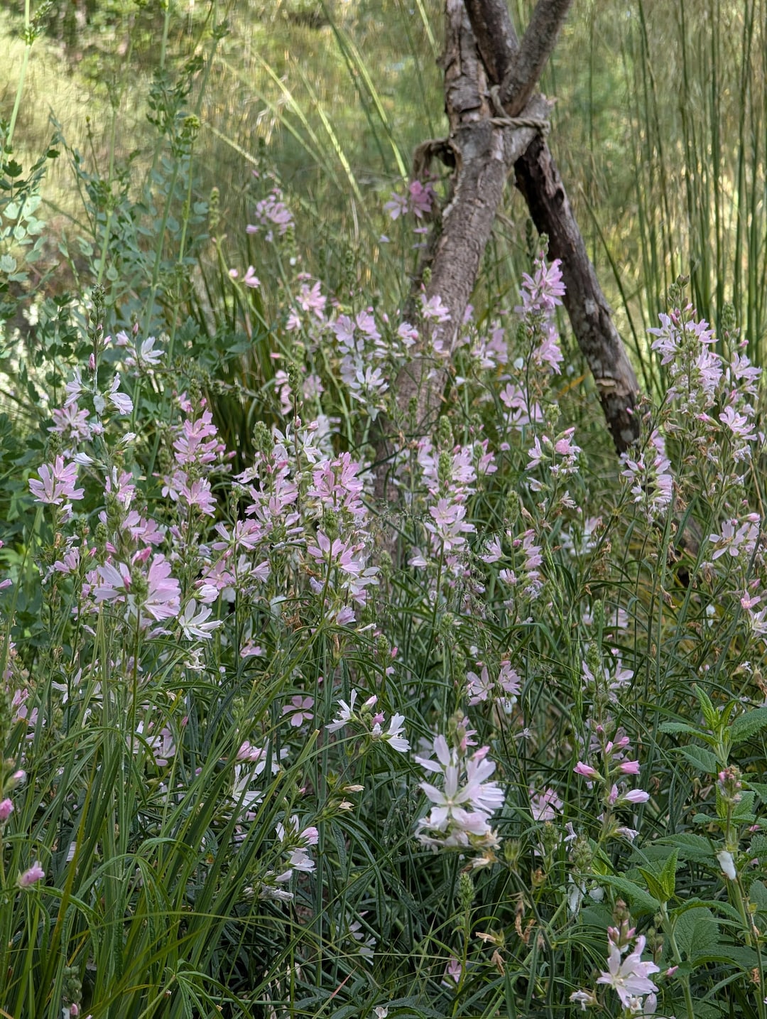 The Meadow Eschenau ★tamiser購入 タミゼ il_1080xN.8046560044_pcmt.jpg