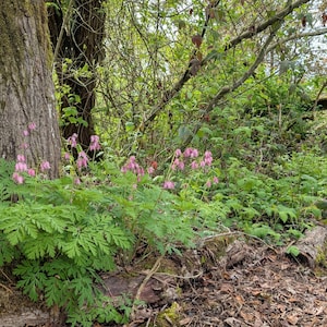 May include: A lush forest scene featuring a large tree trunk and vibrant green foliage. Pink flowers bloom amidst the greenery, with a wooden bridge visible in the background. The ground is covered in fallen leaves.
