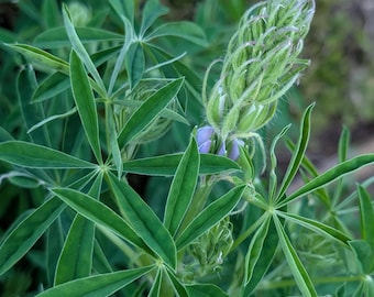 River Lupine | Streambank Lupine | Riverbank Lupine | Lupinus rivularis | PNW Native | Seed Count 60