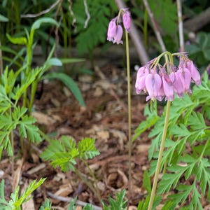 May include: A close-up of pink bleeding heart flowers in a natural setting. The delicate, heart-shaped blooms hang from arching stems, surrounded by green foliage and brown mulch. The image captures the beauty of the wildflowers in their natural habitat.