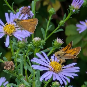 May include: Two orange and brown butterflies perched on purple flowers with green stems and leaves.