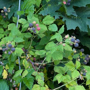 May include: A wild blackberry bush featuring clusters of dark purple and black berries alongside smaller, unripe red and green berries. The plant has serrated, bright green leaves and thin, woody stems growing in a dense, natural outdoor setting.