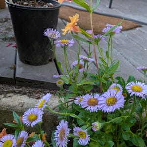 Seaside Daisy | Beach Aster | Erigeron glaucus | 1/8 teaspoon - Roughly 100 seeds