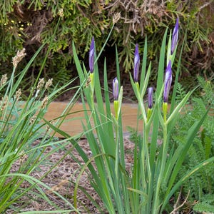 May include: Close-up of a cluster of purple iris flower buds with green leaves. The buds are in various stages of development, some are closed and some are starting to open.