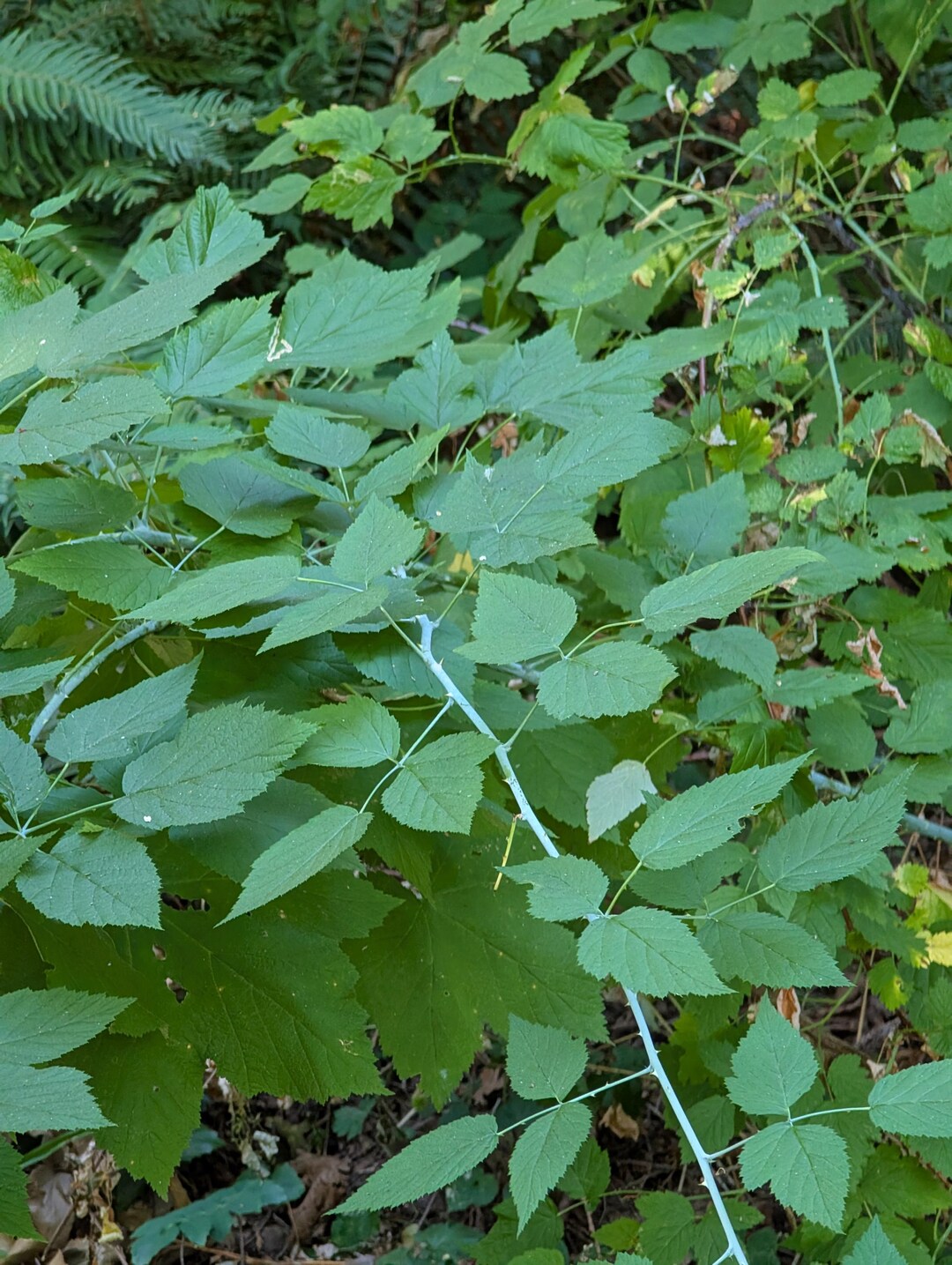 Bark Raspberry Blackcap Raspberry | White Bark Raspberry | Rubus Leucodermis | PNW ...