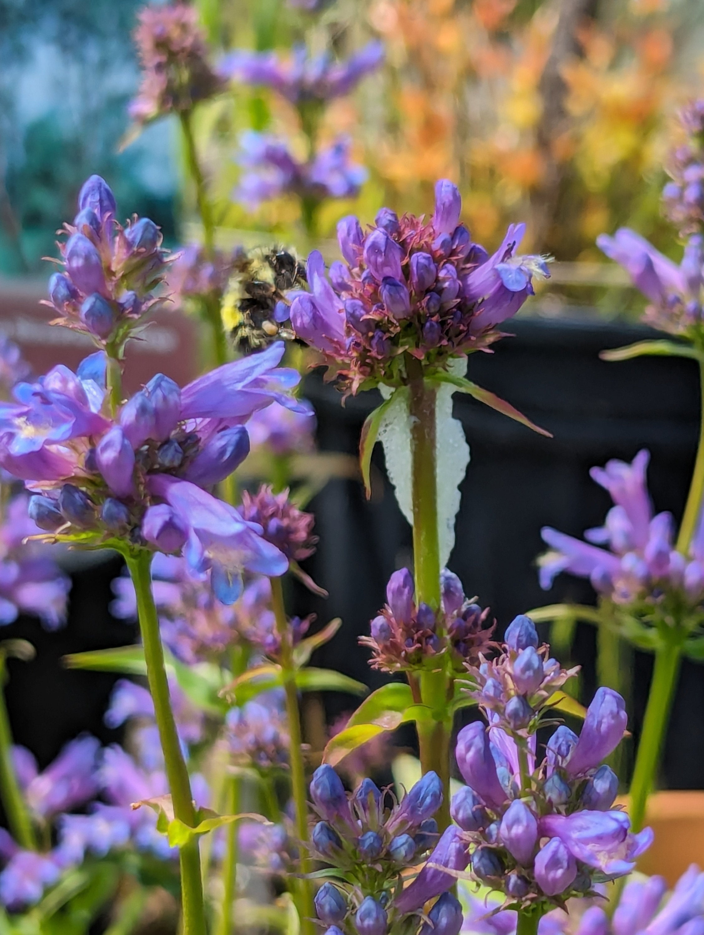 Rydberg's Penstemon Meadow Penstemon Penstemon Rydbergii PNW Native ...