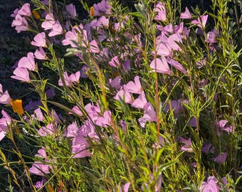 Clarkia Mix | Clarkia amoena | Clarkia rhomboidea | Clarkia purpurea ssp. quadrivulnera | PNW Native | Seed Count 100