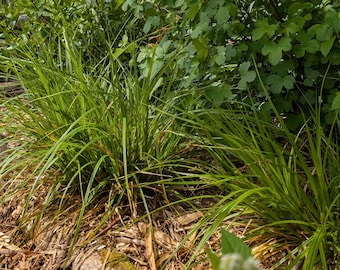 Awl-Fruited Sedge | Sawbeak Sedge | Carex stipata | PNW Native | Seed Count 100