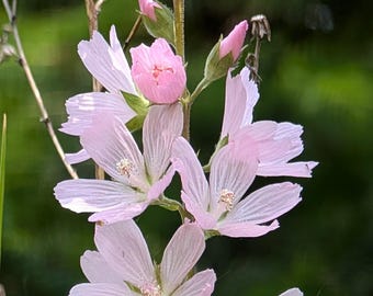 Pode incluir: Close-up de uma planta florida com pétalas delicadas em rosa pálido. As flores estão abertas, revelando detalhes intrincados, contra um fundo verde desfocado. O caule da planta também apresenta botões não abertos.