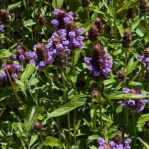 May include: Close-up of a field of purple flowers with green leaves. The flowers have a unique shape, with small, petal-like structures surrounding a central, cone-shaped cluster. The image is well-lit, highlighting the vibrant colors and textures of the plants.