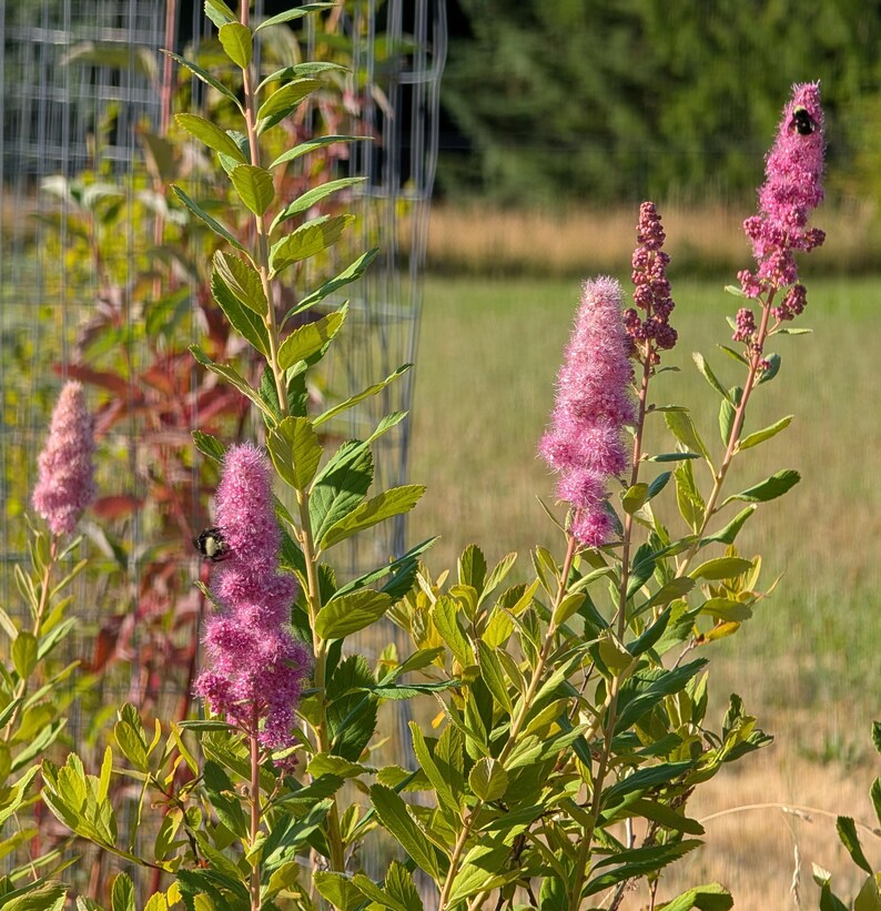 Douglas Spirea | Hardhack | Spiraea Douglasii | PNW Native | 40mg Seed ...