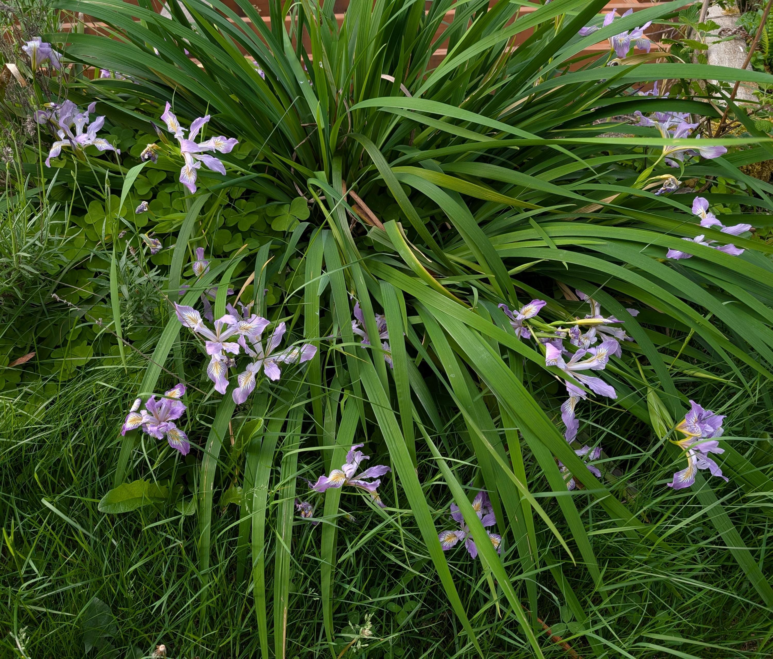 Douglas Iris Bulbs - Etsy