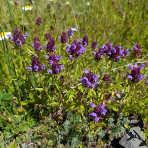 May include: A cluster of self-heal plants featuring small, tubular purple flowers with dark violet bracts and green leaves, growing in a patch of wild vegetation with scattered white daisies and grey rocks visible at the base of the stems.