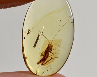 Burmese Amber with inclusion (cricket insect), fossil resin