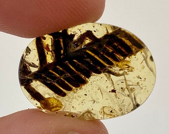 Burmese Amber with plant leaf inclusion, fossil resin