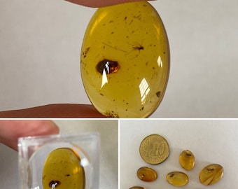Burmese Amber (1 piece) with inclusion unknown insect, real fossil resin