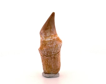 Rooted Mosasaur tooth from Late Cretaceous, Morocco (2.31")