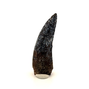 May include: A fossilised tooth, dark brown at the base and transitioning to a black and blue-grey colour towards the tip. The tooth is slightly curved and rests on a small, light-coloured base, set against a white background.