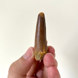 Spinosaurus fossil tooth (5.8cm)