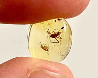 Burmite amber fossil inclusions, flies in fossil resin