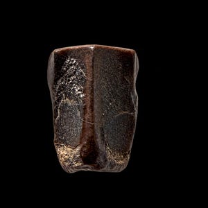 Op de afbeelding: Een donkerbruin, gefossiliseerd tandfragment met een getextureerd, verweerd oppervlak. Het object heeft een duidelijke verticale richel in het midden, met onregelmatige, gekartelde randen en een diep, aards kleurenpalet tegen een zwarte achtergrond.