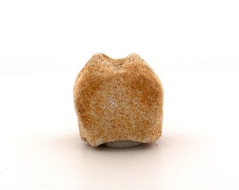 Small Mosasaur caudal vertebra from Late Cretaceous, Morocco (1.19")