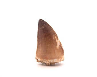 Mosasaur tooth fossil from Late Cretaceous, Morocco (2.04")