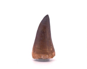 Mosasaur tooth fossil from Late Cretaceous, Morocco (1.93")