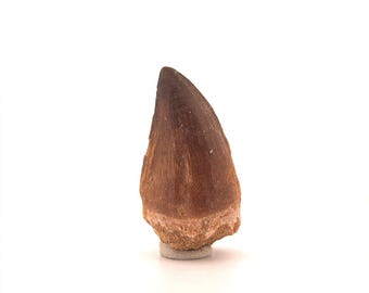 Mosasaur tooth fossil from Late Cretaceous, Morocco (2.21")