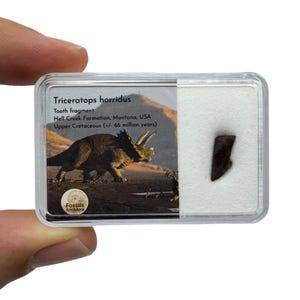 Op de afbeelding: Een doorzichtige plastic displaydoos met een donkerbruin Triceratops horridus tandfragment op wit schuim. Het label vermeldt: Triceratops horridus, Tooth fragment, Hell Creek Formation, Montana, USA, Upper Cretaceous (+/- 66 million years).