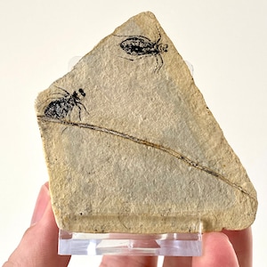 Fossilized Dragonfly Larvae insect (Libellula Doris)