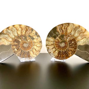 Op de afbeelding: Twee gepolijste ammonietfossielen, met ingewikkelde spiraalpatronen in bruin, beige en crèmetinten. De fossielen worden gepresenteerd op transparante standaards tegen een witte achtergrond, met een donker oppervlak eronder. Deze decoratieve stukken zijn ideaal voor interieurdecoratie.